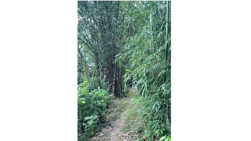  'তিন শব্দের বাঁশি'